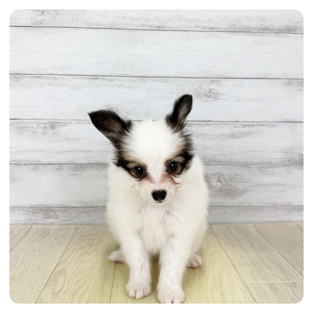 愛知県のパピヨン (犬の家＆猫の里名古屋天白店/2025年6月1日生まれ/男の子/ホワイトブラウン)の子犬の4枚目の画像