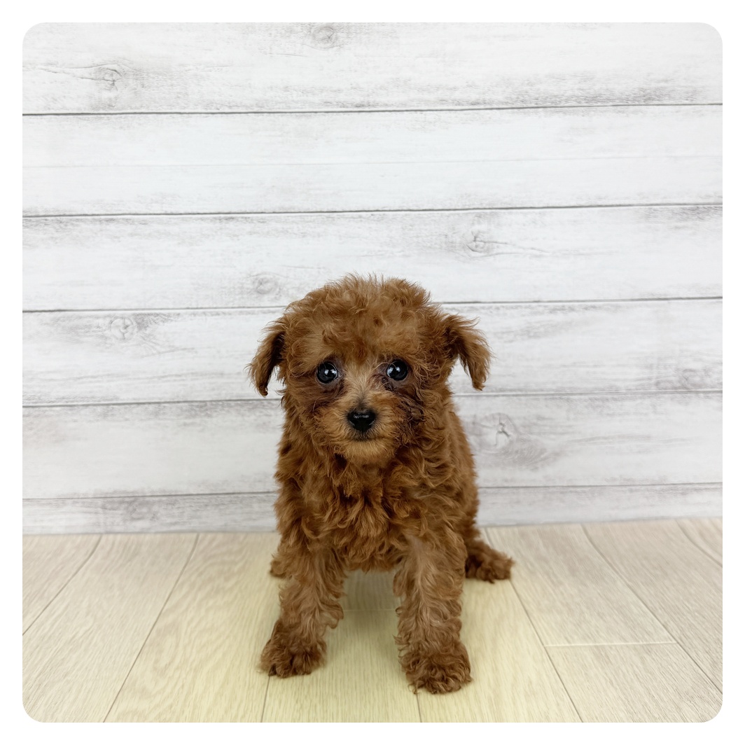 愛知県のタイニープードル (犬の家＆猫の里碧南店/2025年5月28日生まれ/女の子/レッド)の子犬の3枚目の画像
