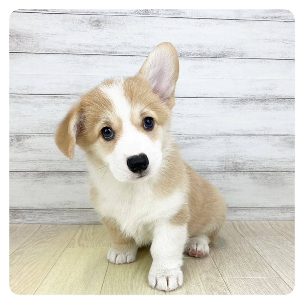 兵庫県のウェルシュコーギーペンブローク (犬の家＆猫の里ゆめタウン姫路店/2025年6月4日生まれ/女の子/セーブルホワイト)の子犬の2枚目の画像