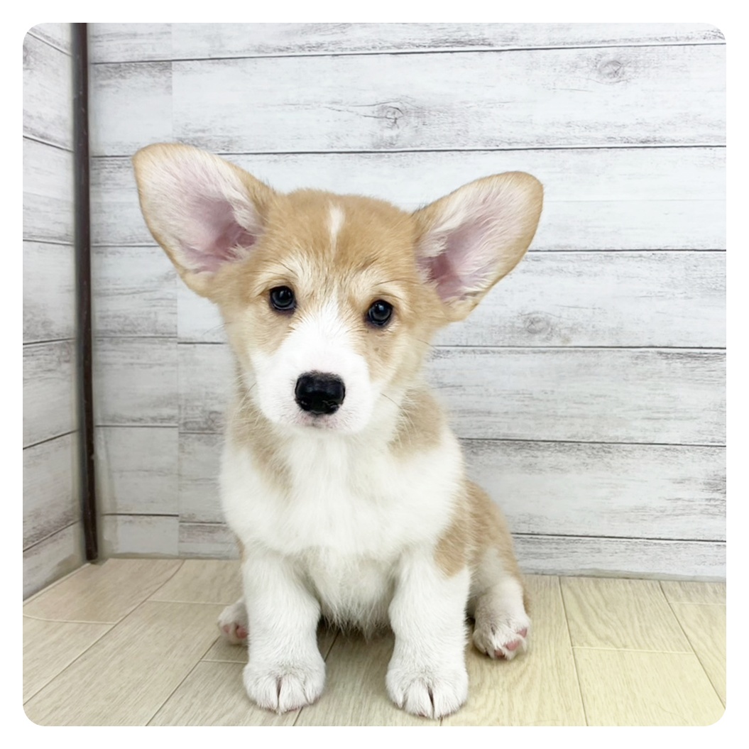 兵庫県のウェルシュコーギーペンブローク (犬の家＆猫の里尼崎店/2025年6月4日生まれ/女の子/セーブルホワイト)の子犬