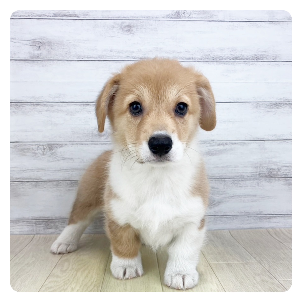 愛知県のウェルシュコーギーペンブローク (犬の家＆猫の里名古屋天白店/2025年6月4日生まれ/女の子/セーブルホワイト)の子犬の3枚目の画像