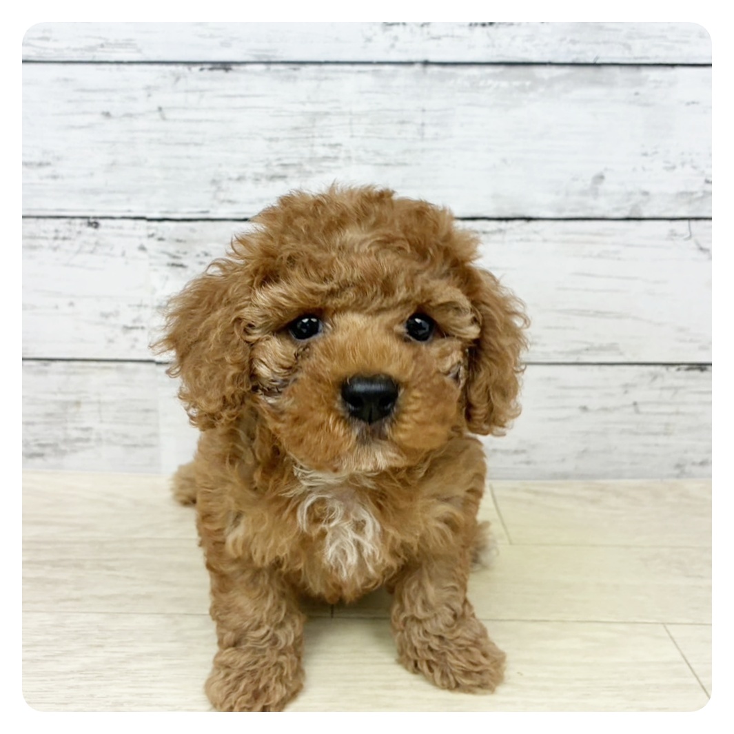 福井県のトイプードル(トイ) (犬の家＆猫の里アミーゴ福井店/2025年6月5日生まれ/女の子/レッドフォーン)の子犬の3枚目の画像