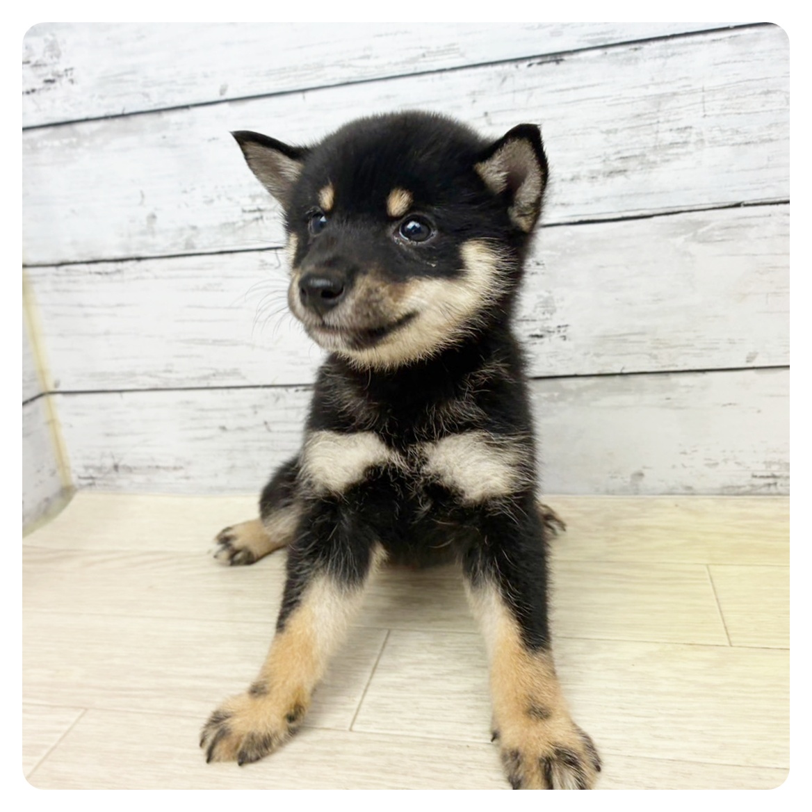 兵庫県の豆柴 (犬の家＆猫の里川西店/2025年6月5日生まれ/女の子/黒)の子犬の2枚目の画像