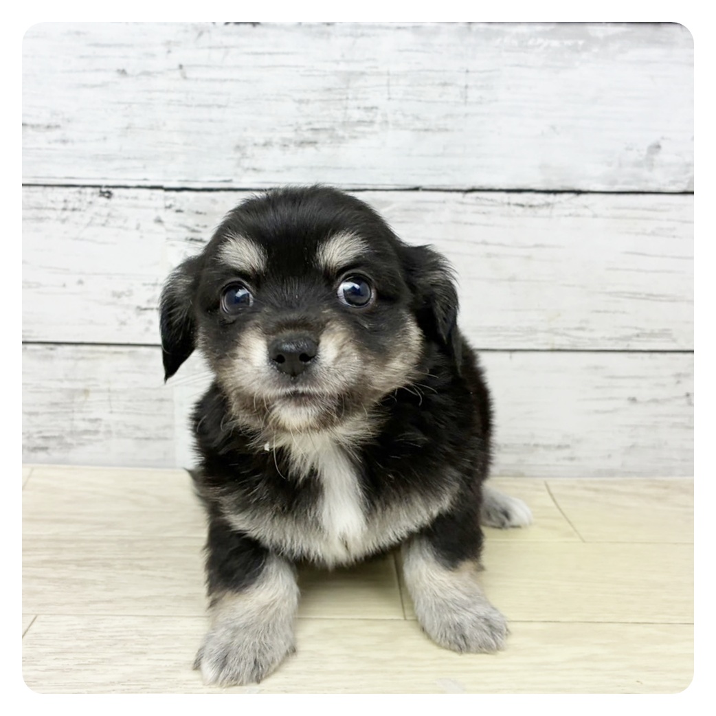滋賀県のチワックス(チワワ×ダックス) (犬の家＆猫の里近江八幡店/2025年6月2日生まれ/男の子/ブラッククリーム)の子犬の2枚目の画像