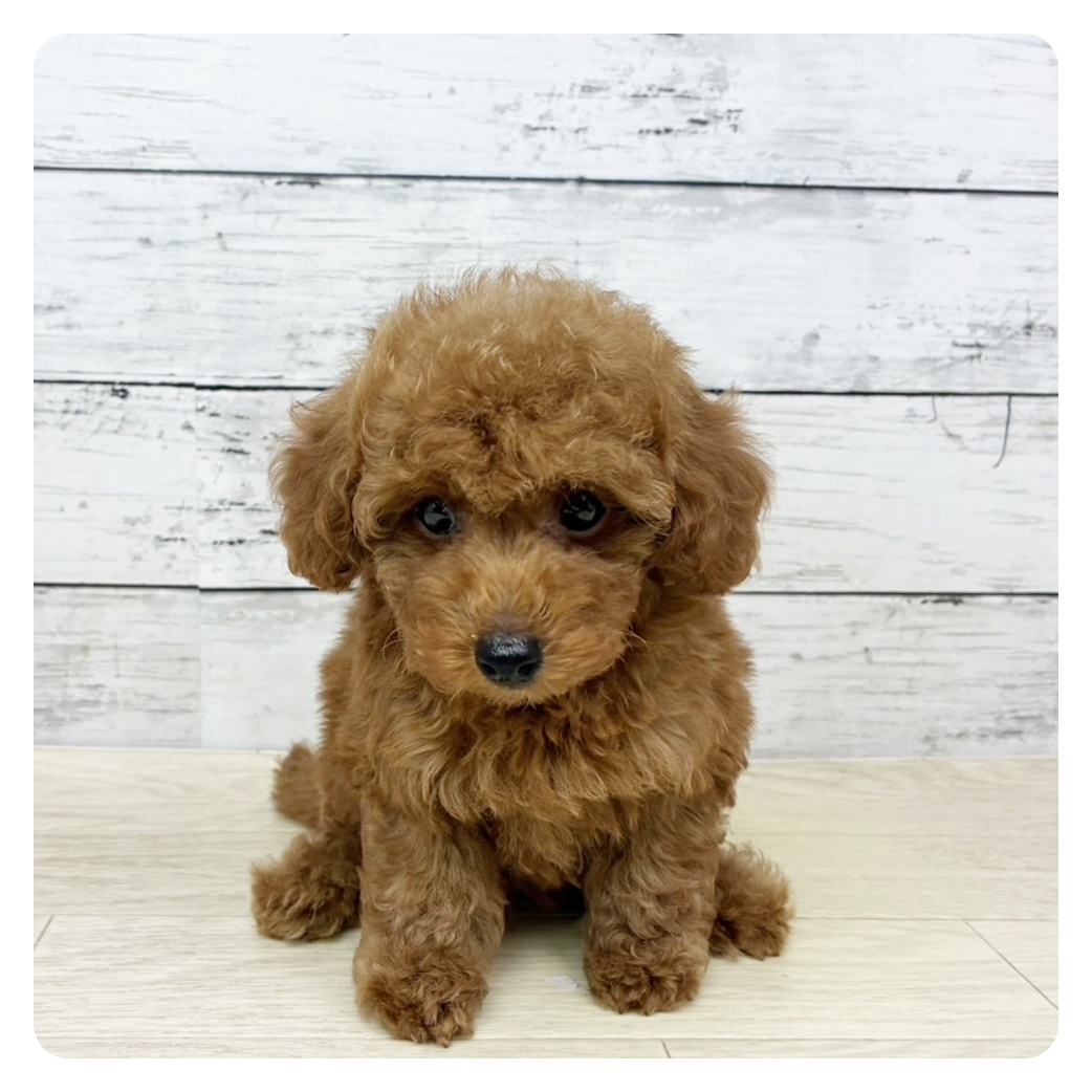 福井県のトイプードル(トイ) (犬の家＆猫の里アミーゴ福井店/2025年5月30日生まれ/男の子/オレンジフォーン)の子犬の2枚目の画像