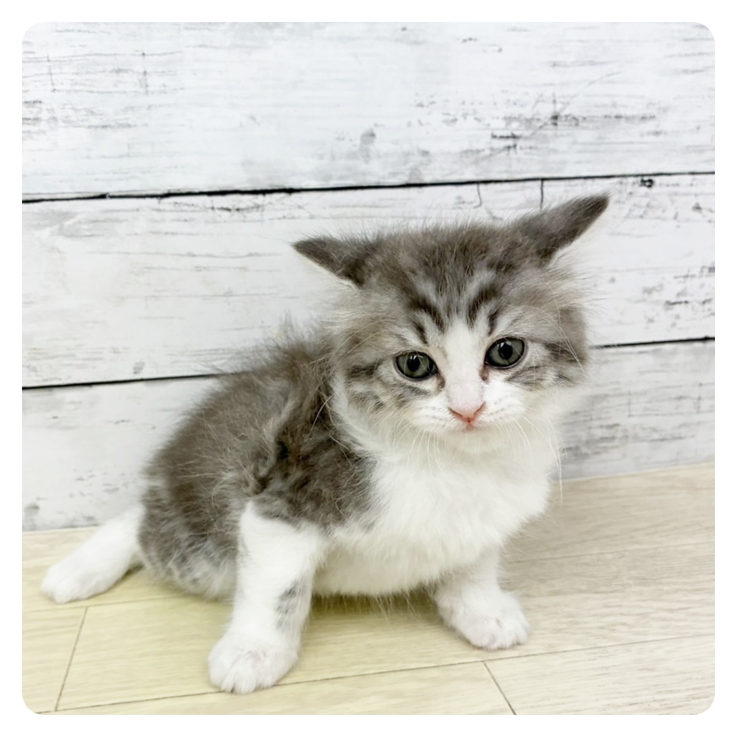 滋賀県のラガマフィン (犬の家＆猫の里近江八幡店/2025年6月5日生まれ/男の子/ブルータビーホワイト)の子猫の2枚目の画像