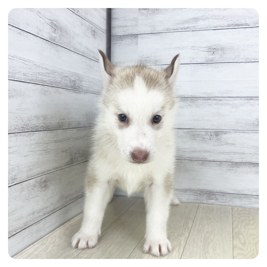 愛知県のシベリアンハスキー (犬の家＆猫の里七宝店/2025年6月7日生まれ/女の子/レッドホワイト)の子犬の3枚目の画像