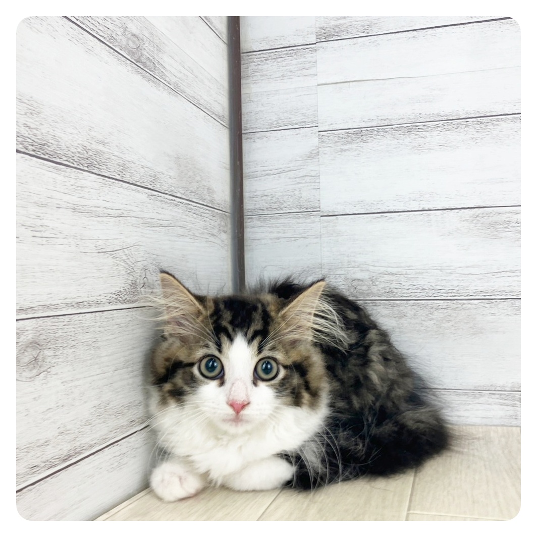滋賀県のノルウェージャンフォレストキャット (犬の家＆猫の里長浜店/2025年5月2日生まれ/男の子/ブラウンタビーホワイト)の子猫の3枚目の画像
