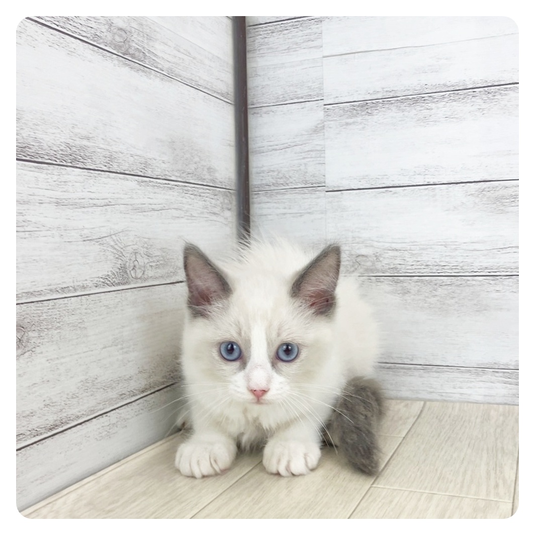 三重県のラグドール (犬の家＆猫の里三重桑名店/2025年5月21日生まれ/男の子/ブルーポイントバイカラー)の子猫の2枚目の画像