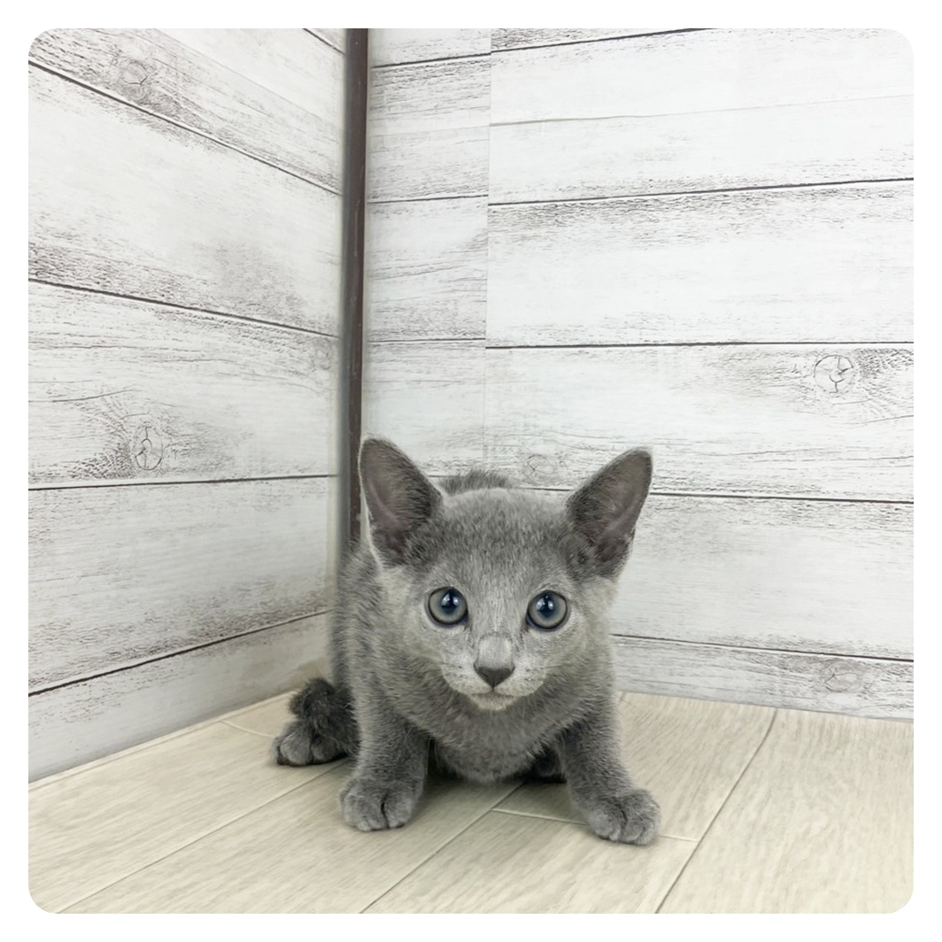 東京都のロシアンブルー (犬の家＆猫の里新宿店/2025年6月4日生まれ/女の子/ブルー)の子猫の4枚目の画像