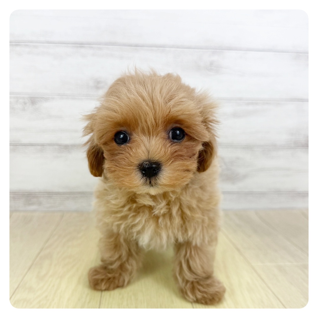 静岡県のマルプー(マルチーズ×プードル) (犬の家＆猫の里藤枝店/2025年6月3日生まれ/男の子/アプリコット)の子犬の2枚目の画像