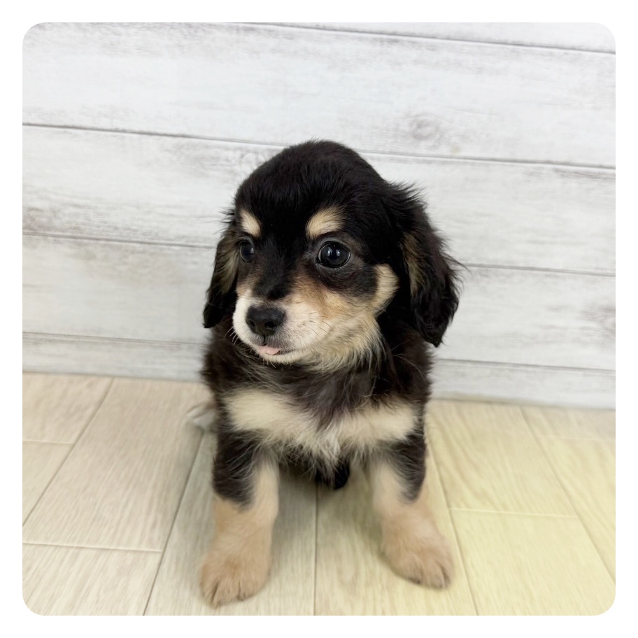 愛知県のチワックス(チワワ×ダックス) (犬の家＆猫の里MEGAドン・キホーテ東海名和店/2025年6月7日生まれ/女の子/ブラックタン)の子犬の4枚目の画像