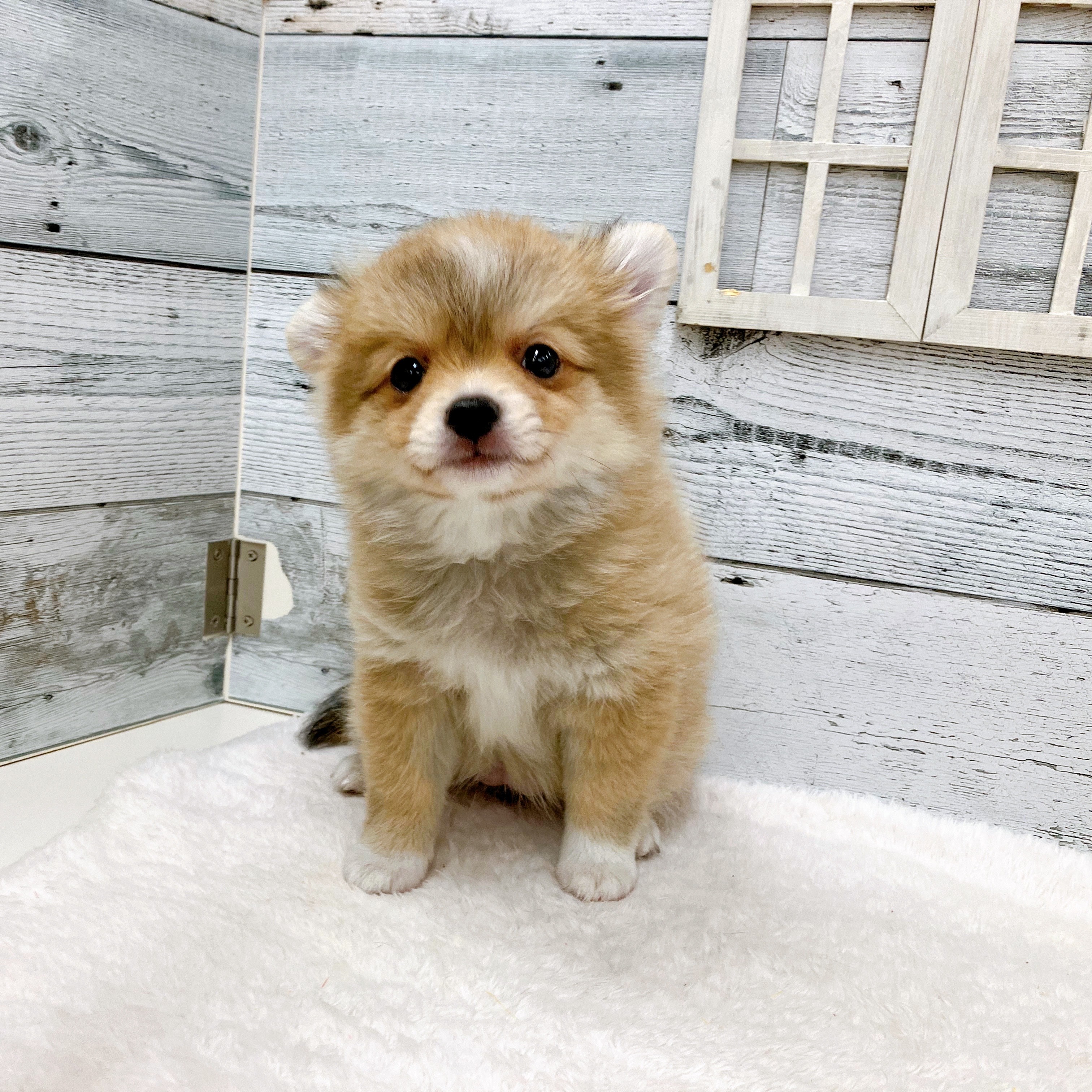 石川県のポメチワ/チワポメ/ポメチー(ポメラニアン×チワワ) (犬の家＆猫の里アミーゴ金沢おこばた店/2025年6月8日生まれ/女の子/オレンジホワイト)の子犬の1枚目の画像