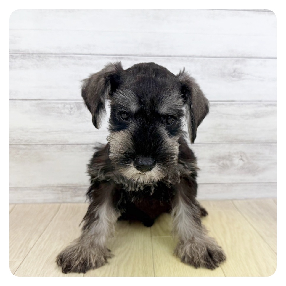 福井県のミニチュアシュナウザー (犬の家＆猫の里アミーゴ福井店/2025年6月5日生まれ/男の子/ソルトペッパー)の子犬の2枚目の画像