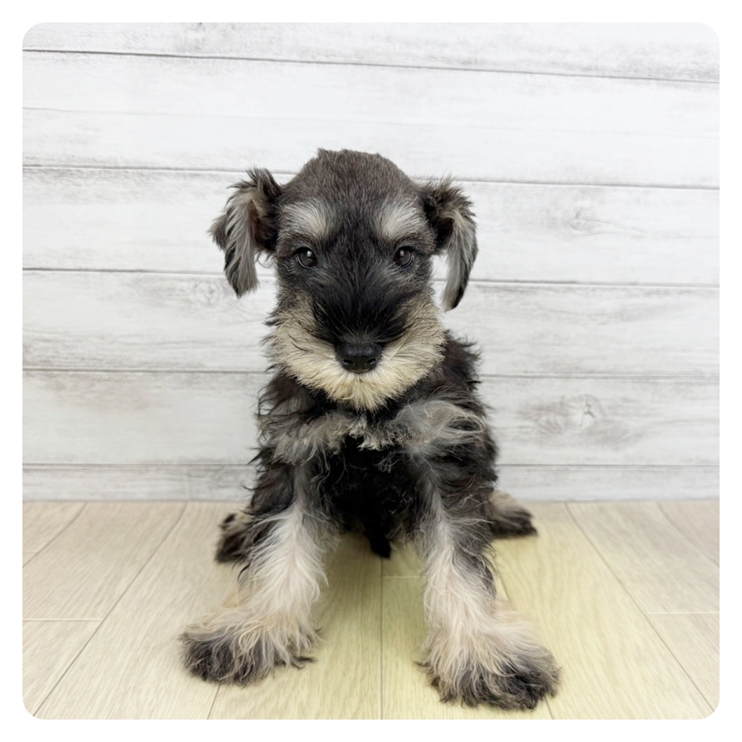 富山県のミニチュアシュナウザー (犬の家＆猫の里アミーゴ高岡蓮花寺店/2025年6月5日生まれ/男の子/ソルトペッパー)の子犬