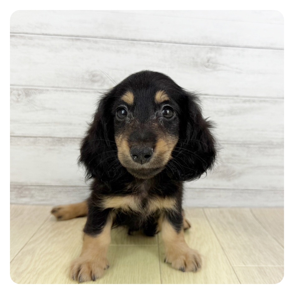 兵庫県のミニチュアダックスフンド(ロング) (犬の家&猫の里ニッケパークタウン加古川店/2025年6月5日生まれ/男の子/ブラックタン)の子犬