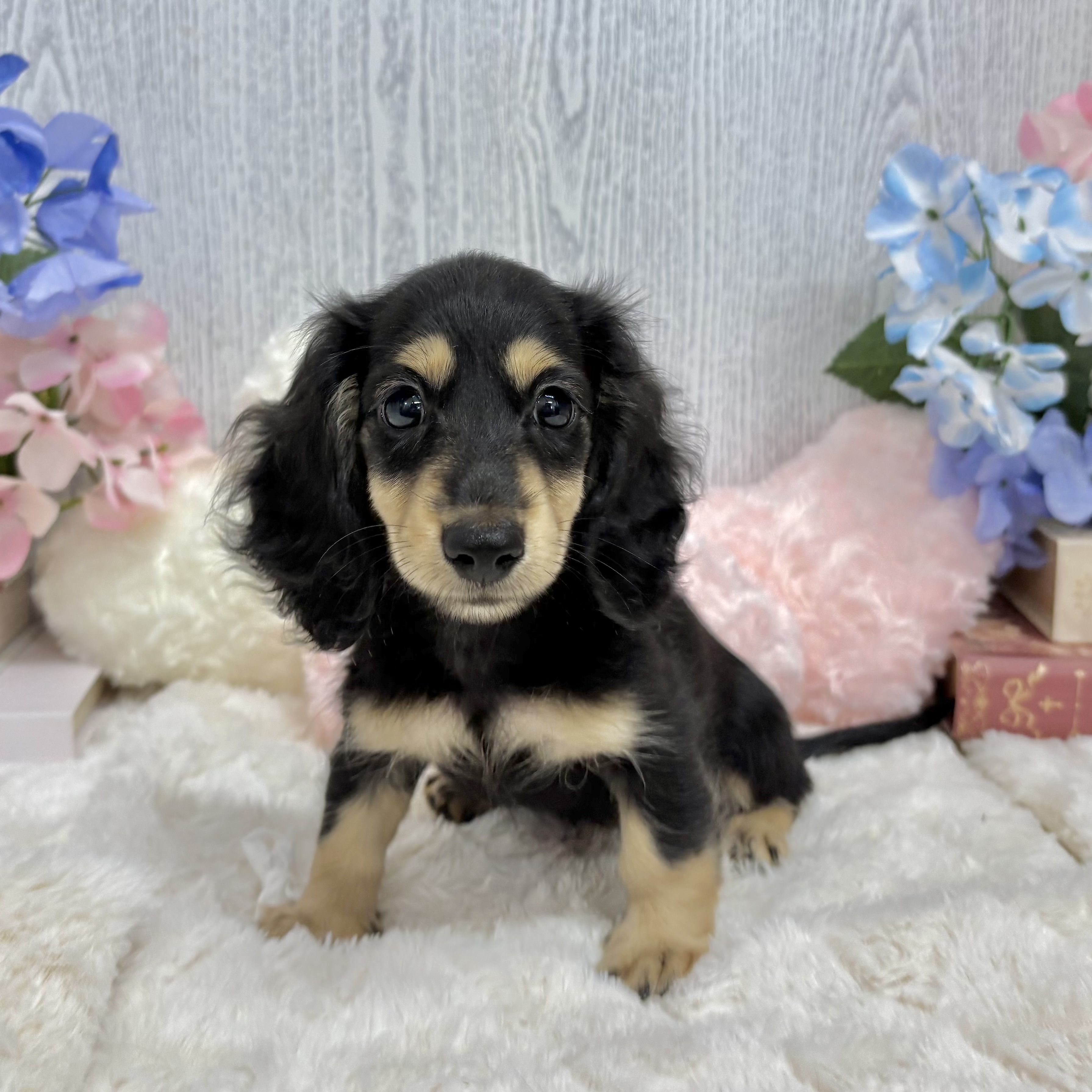 神奈川県のミニチュアダックスフンド(ロング) (犬の家＆猫の里相模原店/2025年6月5日生まれ/女の子/ブラックタン)の子犬