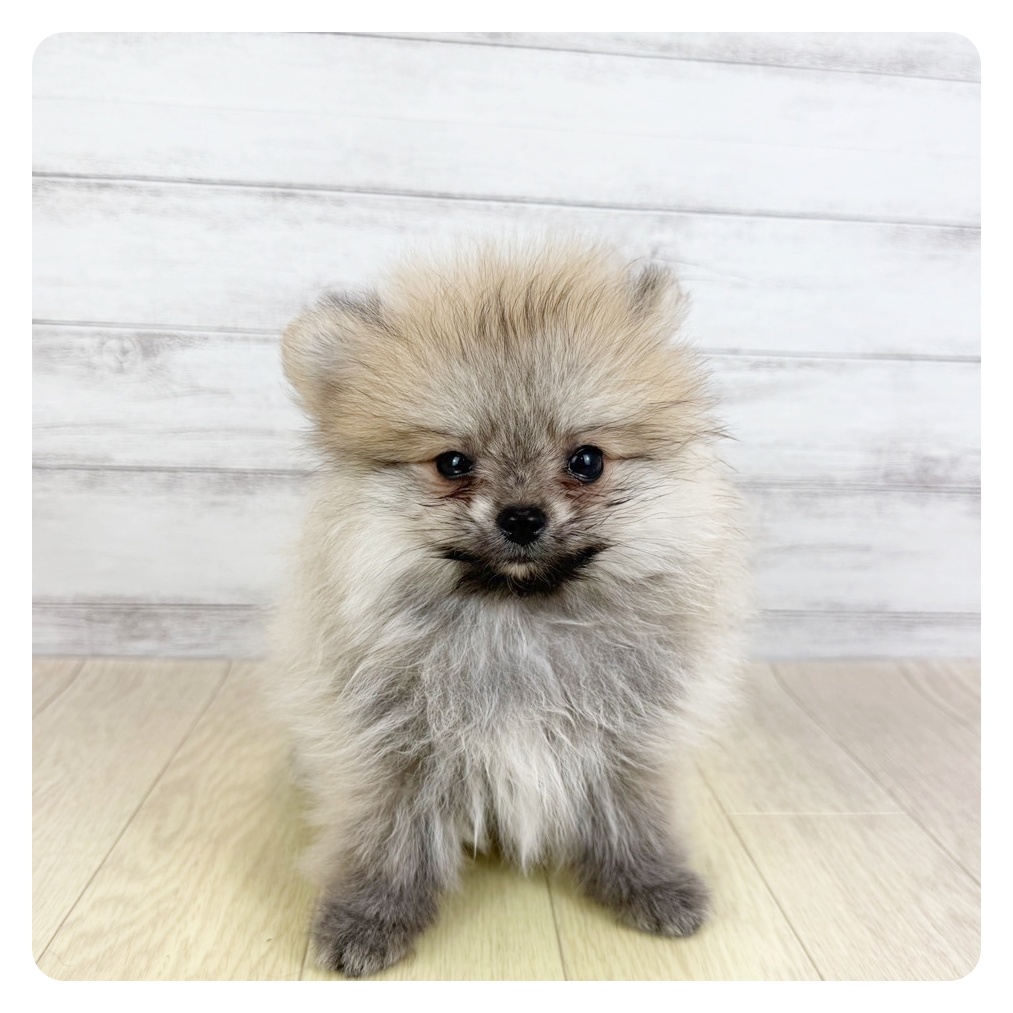 富山県のポメラニアン (犬の家＆猫の里アミーゴ高岡蓮花寺店/2025年6月6日生まれ/男の子/ウルフセーブル)の子犬