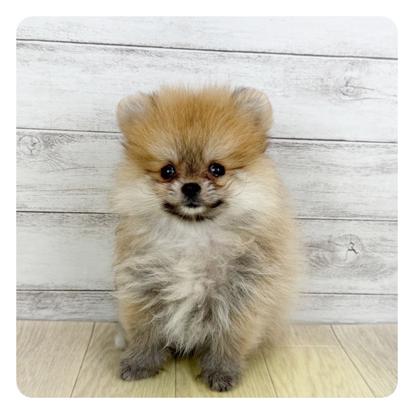 福井県のポメラニアン (犬の家＆猫の里アミーゴ福井店/2025年6月6日生まれ/女の子/オレンジ)の子犬の4枚目の画像