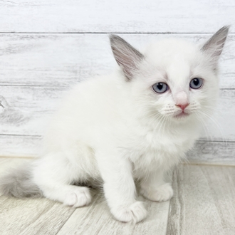 福井県のラグドール (犬の家＆猫の里福井店/2025年6月8日生まれ/女の子/ブルーポイントバイカラー)の子猫の2枚目の画像