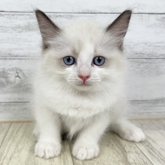 福岡県のラグドール (犬の家＆猫の里トリアス久山店/2025年6月8日生まれ/男の子/シールポイントバイカラー)の子猫