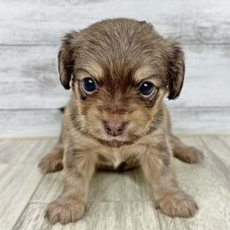 福岡県のチワックス(チワワ×ダックス) (犬の家＆猫の里シュロアモール筑紫野店/2025年6月6日生まれ/女の子/チョコレートイエロー)の子犬