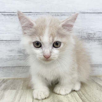 岡山県のミヌエット (犬の家＆猫の里倉敷店/2025年5月31日生まれ/男の子/クリームタビーホワイト)の子猫の2枚目の画像