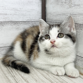 福岡県のスコティッシュストレート (犬の家＆猫の里シュロアモール筑紫野店/2025年5月29日生まれ/女の子/ダイリュートキャリコ)の子猫