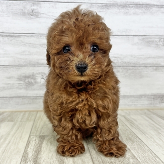 岡山県のトイプードル(トイ) (犬の家＆猫の里倉敷店/2025年6月5日生まれ/男の子/レッド)の子犬の3枚目の画像