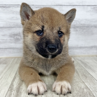 兵庫県の柴犬(標準サイズ) (犬の家＆猫の里川西店/2025年6月8日生まれ/女の子/赤)の子犬の2枚目の画像