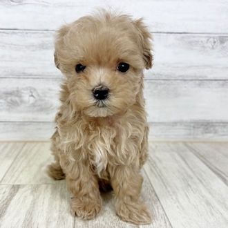 岡山県のマルプー(マルチーズ×プードル) (犬の家＆猫の里倉敷中庄店/2025年6月7日生まれ/女の子/クリーム)の子犬の2枚目の画像
