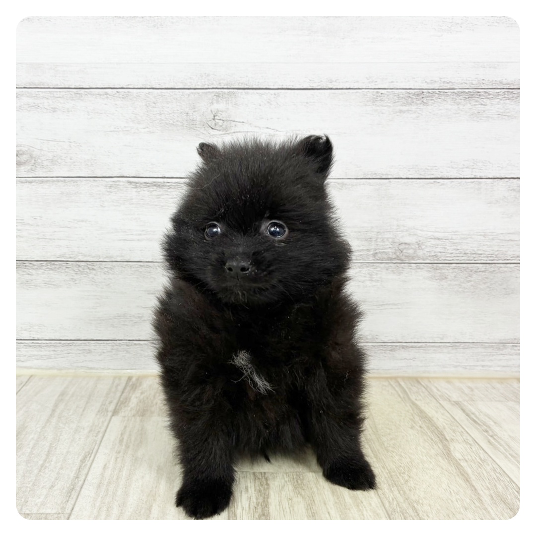 岡山県のポメラニアン (犬の家＆猫の里倉敷店/2025年6月7日生まれ/男の子/ブラック)の子犬の2枚目の画像