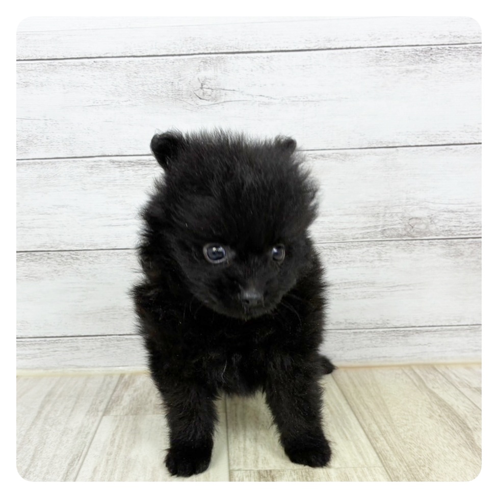 福井県のポメラニアン (犬の家＆猫の里アミーゴ福井大和田店/2025年6月7日生まれ/男の子/ブラック)の子犬の4枚目の画像
