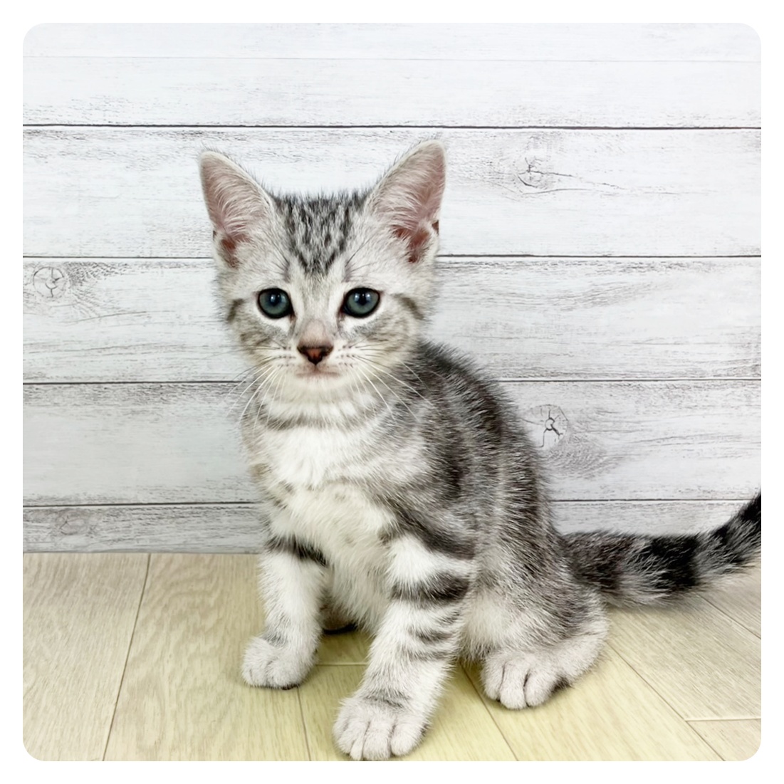 神奈川県のアメリカンショートヘアー (犬の家＆猫の里モザイクモール港北店/2025年6月5日生まれ/男の子/シルバータビー)の子猫の3枚目の画像