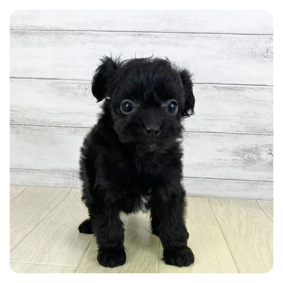 愛知県のチワプー/プーチー(チワワ×プードル) (犬の家＆猫の里名古屋天白店/2025年6月6日生まれ/女の子/ブラック)の子犬の3枚目の画像