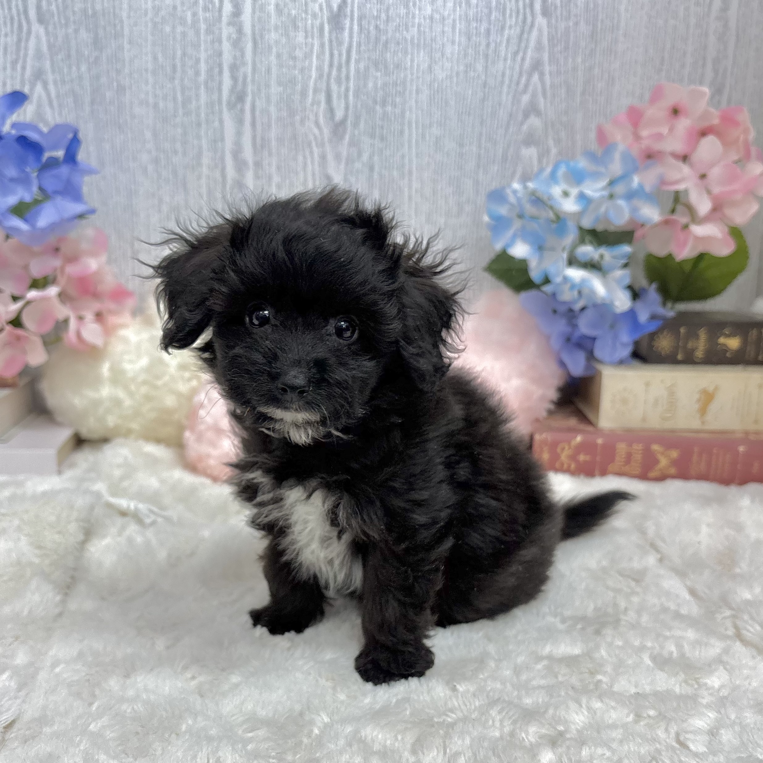 神奈川県のパピプー(パピヨン×プードル) (犬の家＆猫の里相模原店/2025年6月6日生まれ/女の子/ブラックホワイト)の子犬