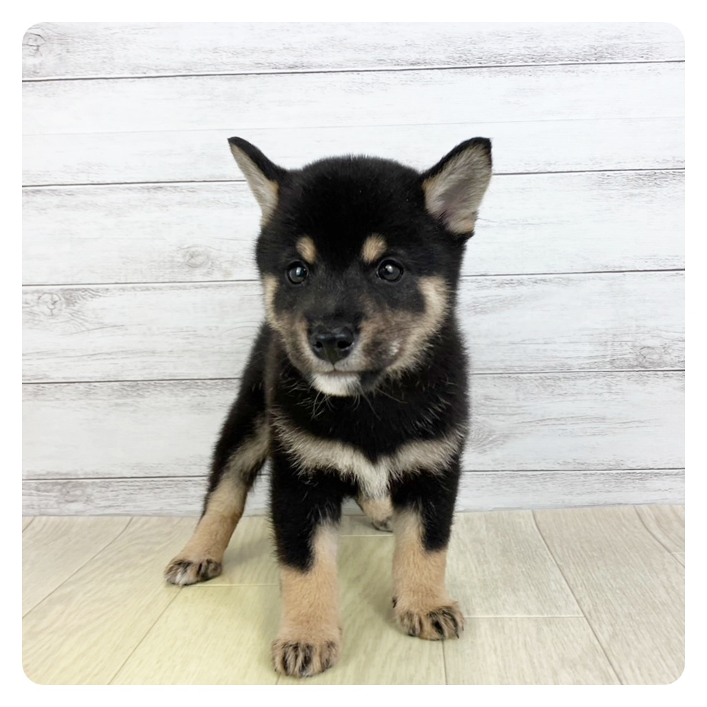 京都府の豆柴 (犬の家＆猫の里京都精華店/2025年6月7日生まれ/男の子/黒)の子犬