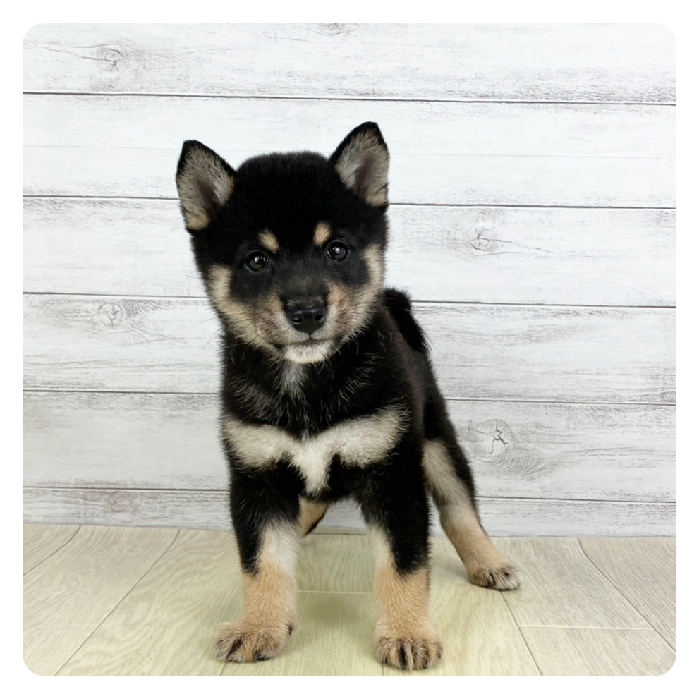 大阪府の豆柴 (犬の家＆猫の里吹田店/2025年6月7日生まれ/女の子/黒)の子犬の2枚目の画像