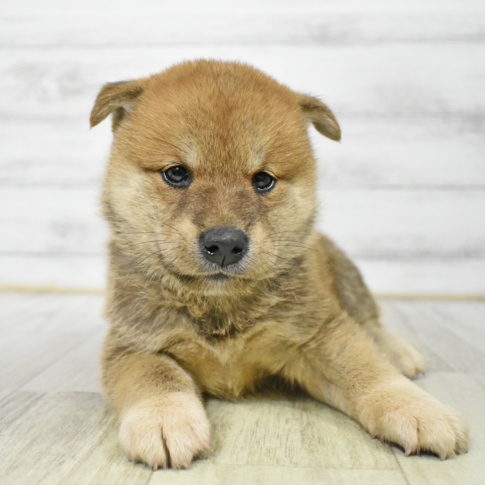 三重県の柴犬(標準サイズ) (犬の家＆猫の里三重桑名店/2025年6月10日生まれ/男の子/赤)の子犬の2枚目の画像