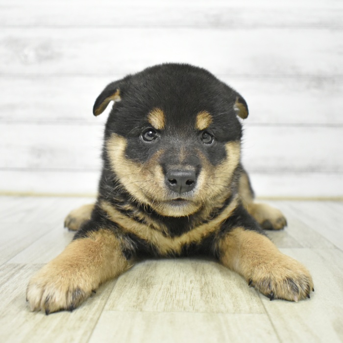 岐阜県の柴犬(標準サイズ) (犬の家＆猫の里カラフルタウン岐阜店/2025年6月10日生まれ/男の子/黒)の子犬の2枚目の画像