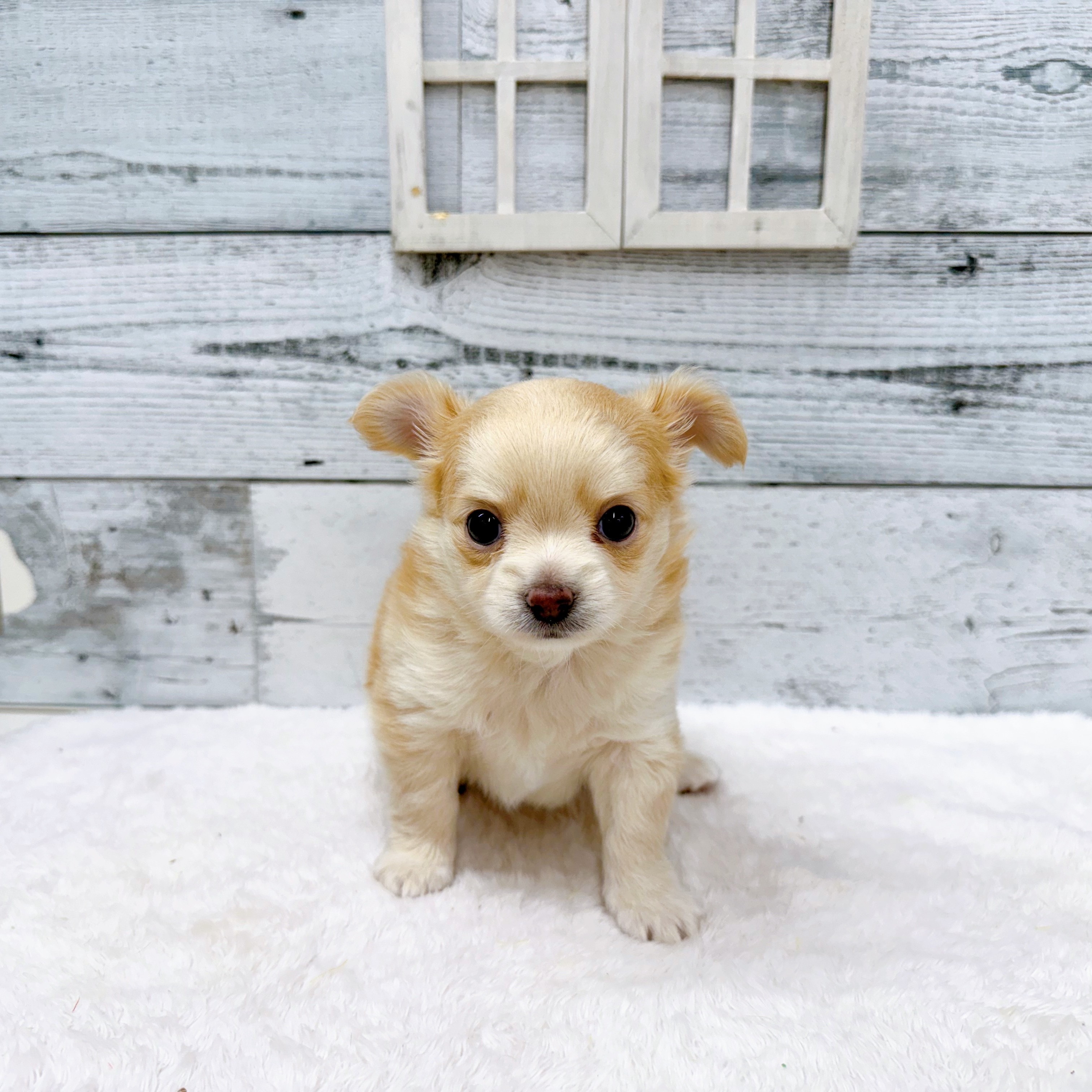 石川県のチワワ(ロング) (犬の家＆猫の里アミーゴ金沢おこばた店/2025年6月7日生まれ/男の子/クリーム)の子犬の1枚目の画像