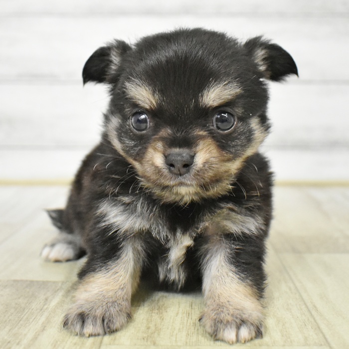 静岡県のチワワ(ロング) (犬の家＆猫の里プレ葉ウォーク浜北店/2025年6月10日生まれ/男の子/ブラックタンホワイト)の子犬
