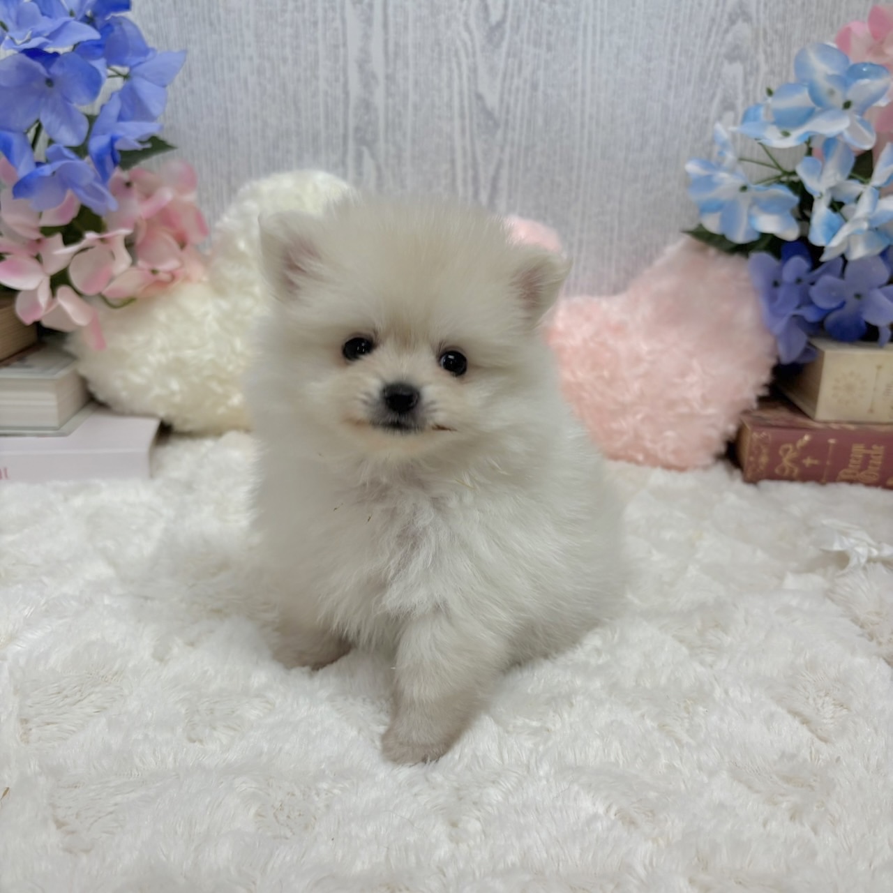 神奈川県のポメラニアン (犬の家＆猫の里相模原店/2025年6月9日生まれ/女の子/クリーム)の子犬