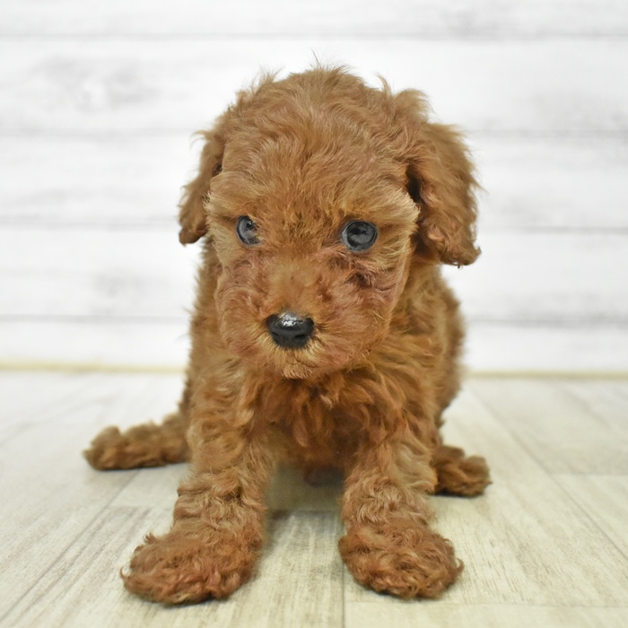 静岡県のトイプードル(トイ) (犬の家＆猫の里プレ葉ウォーク浜北店/2025年6月9日生まれ/男の子/レッド)の子犬
