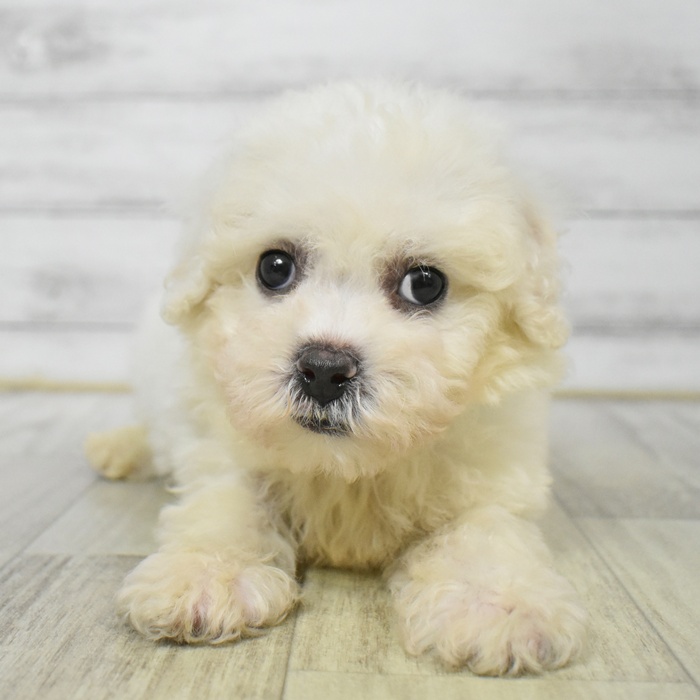 愛知県のビションフリーゼ (犬の家＆猫の里豊田店/2025年6月10日生まれ/男の子/ホワイト)の子犬の3枚目の画像