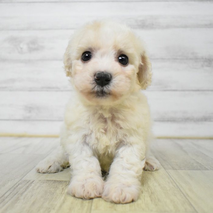 静岡県のビションフリーゼ (犬の家＆猫の里マークイズ静岡店/2025年6月9日生まれ/女の子/ホワイト)の子犬の4枚目の画像
