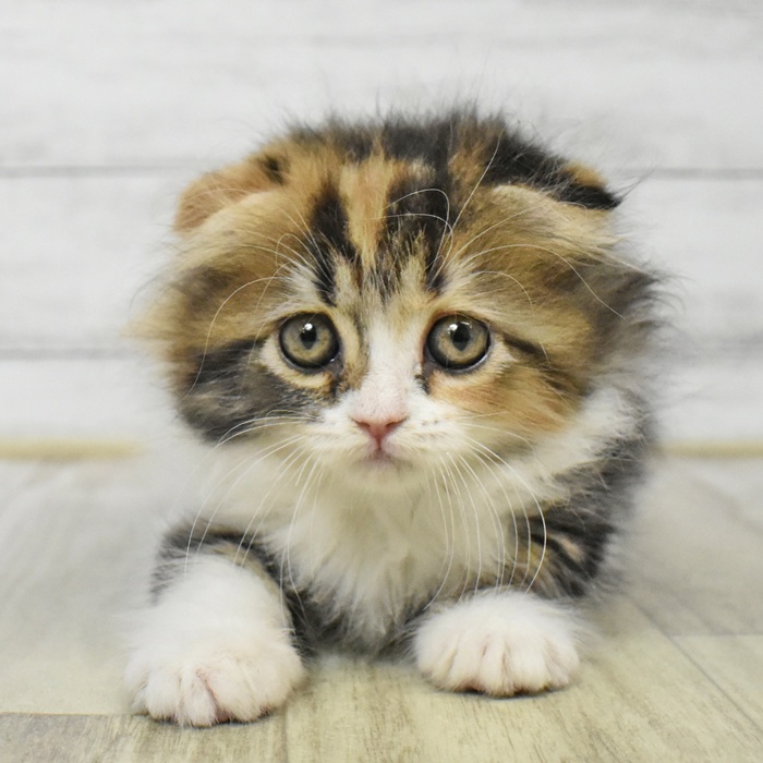 静岡県のスコティッシュフォールド (犬の家＆猫の里プレ葉ウォーク浜北店/2025年6月6日生まれ/女の子/ブラウンパッチドタビーホワイト)の子猫