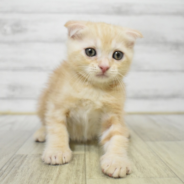 福岡県のスコティッシュフォールド (犬の家＆猫の里シュロアモール筑紫野店/2025年6月6日生まれ/男の子/クリームタビー)の子猫