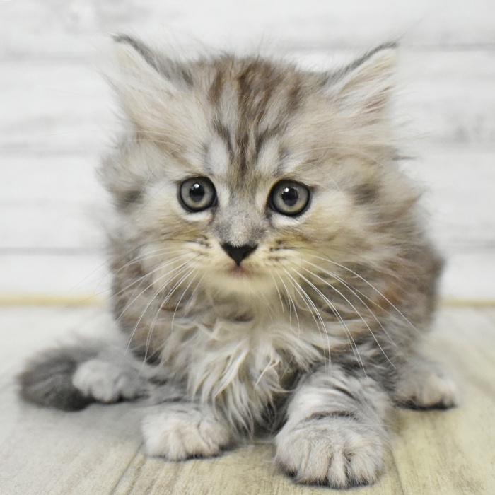 三重県のミヌエット (犬の家＆猫の里三重桑名店/2025年6月10日生まれ/男の子/シルバータビー)の子猫の2枚目の画像