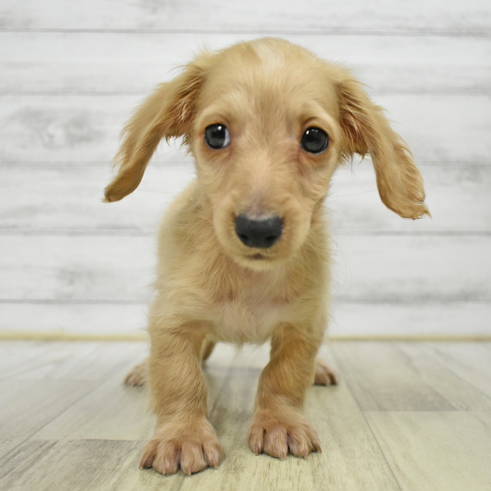 愛知県のミニチュアダックスフンド(ロング) (犬の家＆猫の里名古屋天白店/2025年6月8日生まれ/男の子/イエロー)の子犬の2枚目の画像